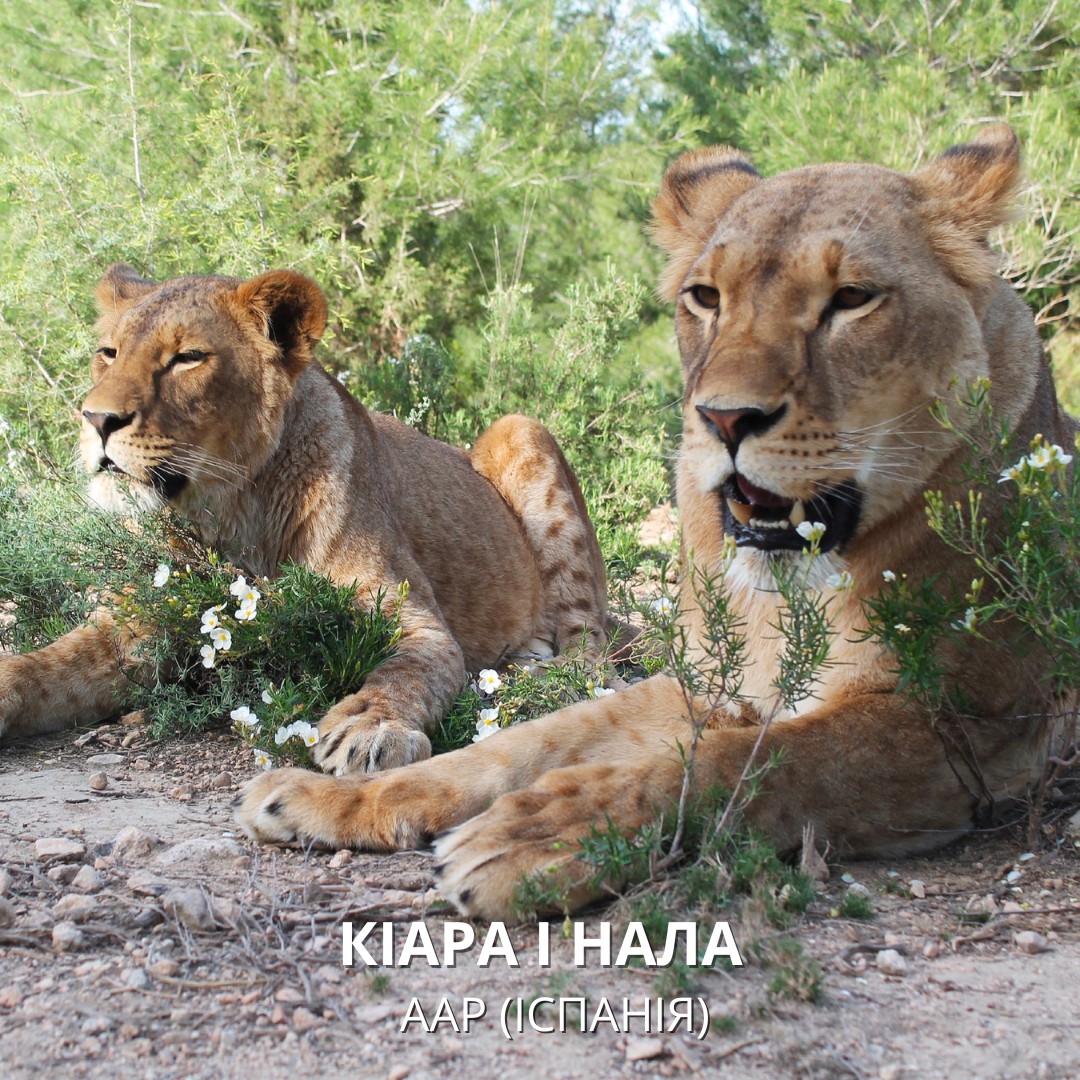 Кіара та Нала